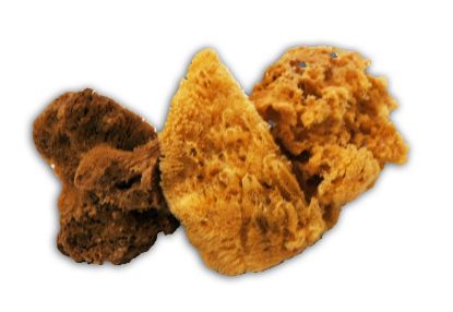 Picture of SUPER TUFF 10131 PAINT SEA SPONGE 6-7" (EA)