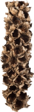 Picture of Vickerman Natural Giant Seed Pod Half 26" Height, Real Preserved Seed Pod Decor for Home or Everyday Arrangements