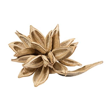Picture of Vickerman H2STAX999 Vickerman Bleached Star Pod - (Extra Large 12" to 16"), Real Preserved Pod Decor for Home or Everyday Arrangements - 1 Piece - Rich Texture - Dried Plant (EA)