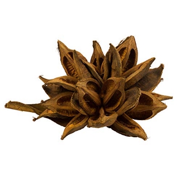 Picture of Vickerman H2STAX725 Vickerman 12" to 16" Aspen Gold Star Pod Extra Large - 1 Piece - Real Preserved Pod Decor for Home or Everyday Arrangements - Decorative Dried Botanicals - Botanical Dried Flowers (EA)