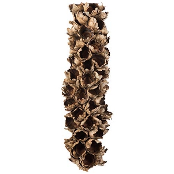 Picture of Vickerman H2GSH000 Vickerman Natural Giant Seed Pod Half 26" Height, Real Preserved Seed Pod Decor for Home or Everyday Arrangements (EA)
