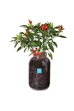 Picture of BACK TO THE ROOTS INC 25200 Back to the Roots Non-GMO Chili Planter, Grow Organic Chili Peppers Year Round, Windowsill Grow Kit, Top Gardening Gift, Holiday Gift, & Unique Gift (EA)