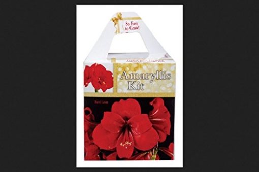 Picture of DEGROOT INC AY912A00 Degroot Amaryllis Deluxe Gift Box Boxed12 (PK-12-EA)