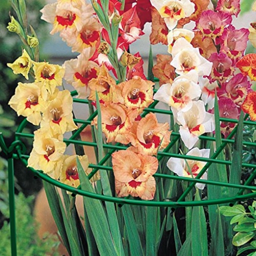 Picture of PANACEA PRODUCTS 89323A Panacea Products 14-Inch Grow Thru Ring - Green (EA)